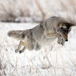 Mousing coyote Mousing coyote