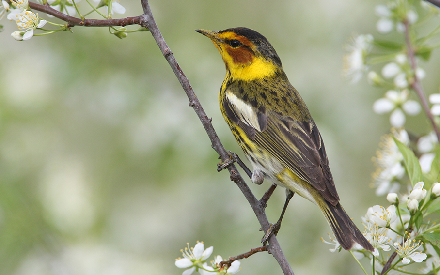 Cape May warbler and beautiful spring blossoms