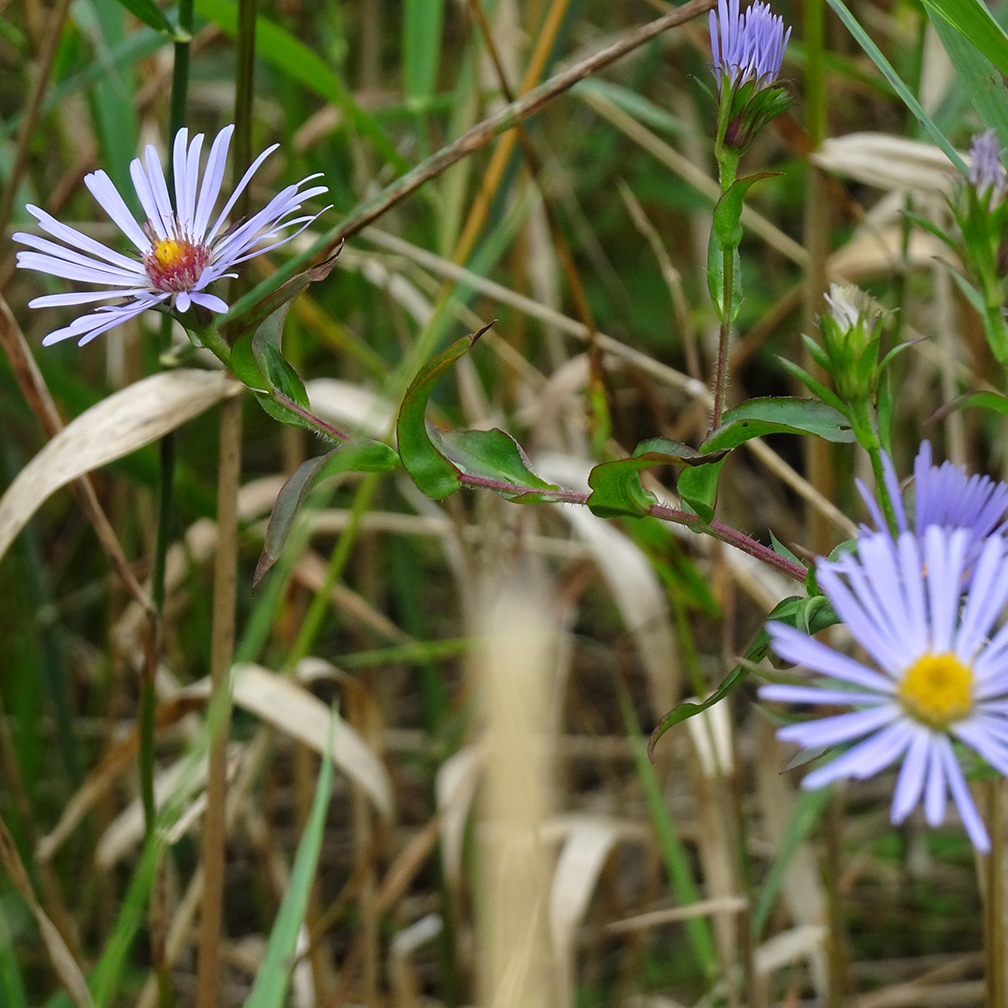 Purple radiant flowers with yellow centres, Swamp aster (Symphyotrichum puniceum), native plant, wetland plant, wildflower, biodiversity, pollinator friendly, plant me instead