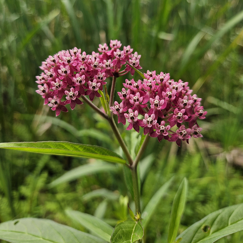 Dark pink and magenta flowers with white centers, Swamp milkweed (Asclepias incarnata), native plant, wetland plant, wildflower, biodiversity, pollinator friendly, plant me instead