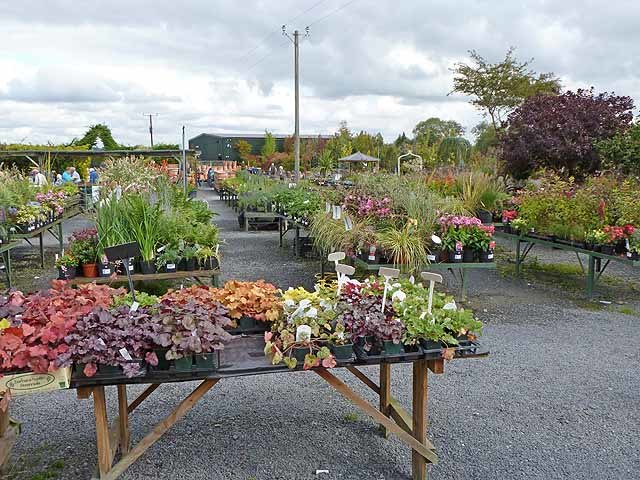 A garden centre with plants arrayed on tables