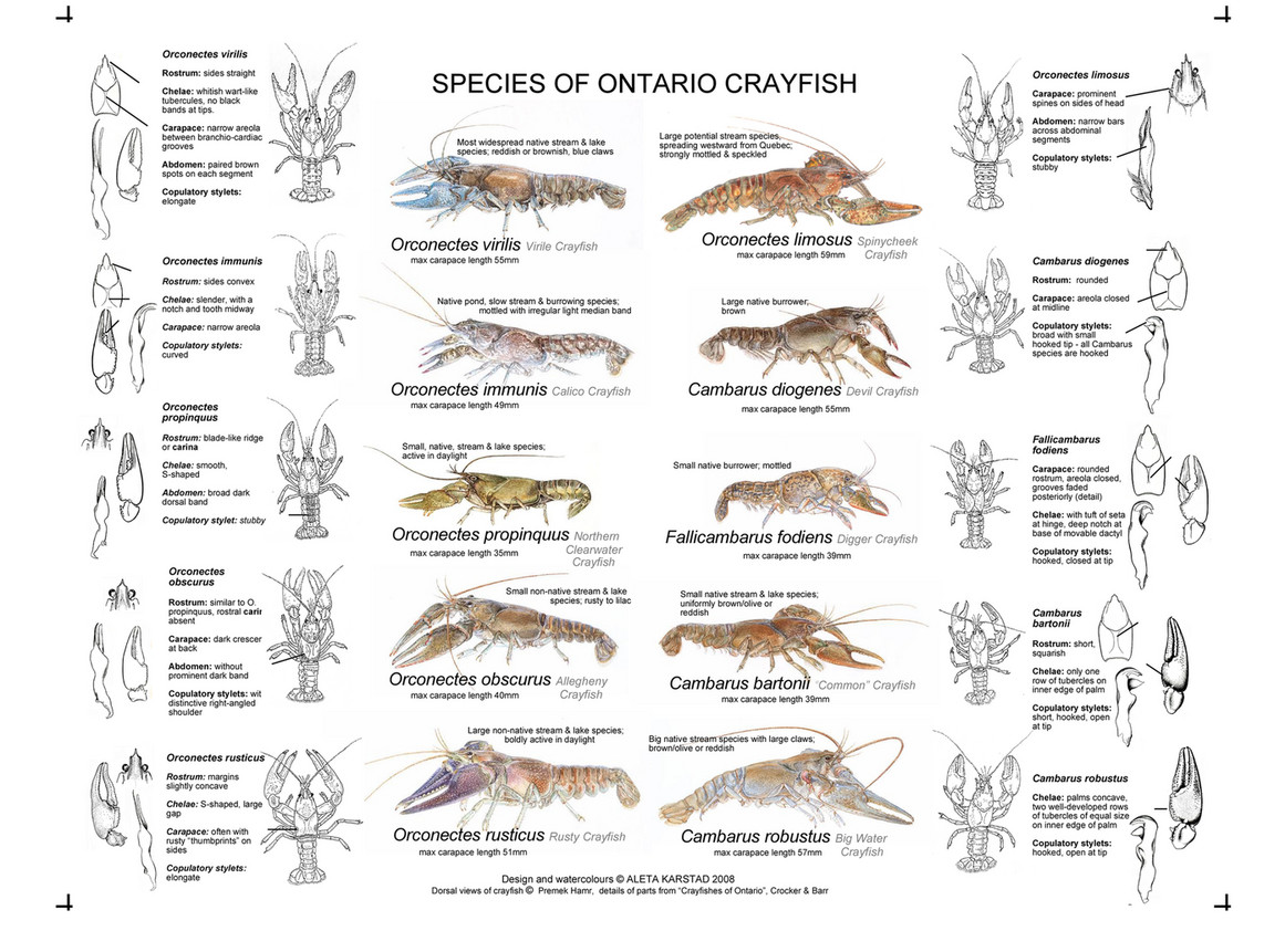 Crayfish Guide ON Nature Magazine Crayfish Guide ON Nature Magazine