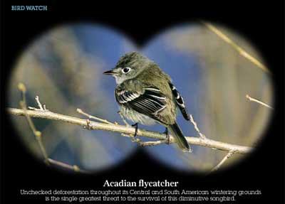 Acadian flycatcher ON Nature magazine