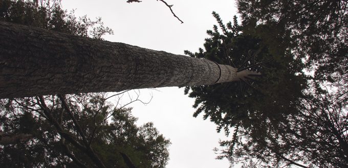 Tree-like cell tower, Algonquin Provincial Park