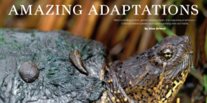 Amazing Adaptations Feature article spread ON Nature magazine