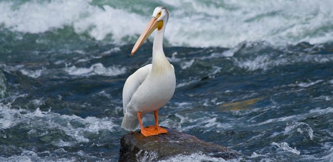 American white pelican, Threatened species, species at risk in Ontario