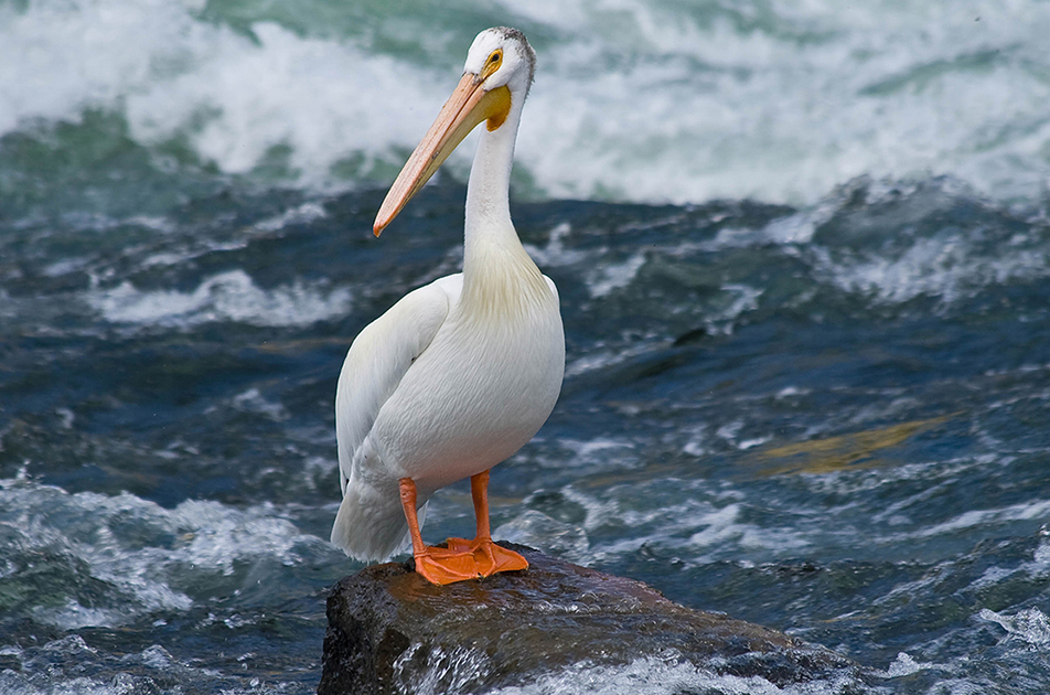 American white pelican, Species at risk