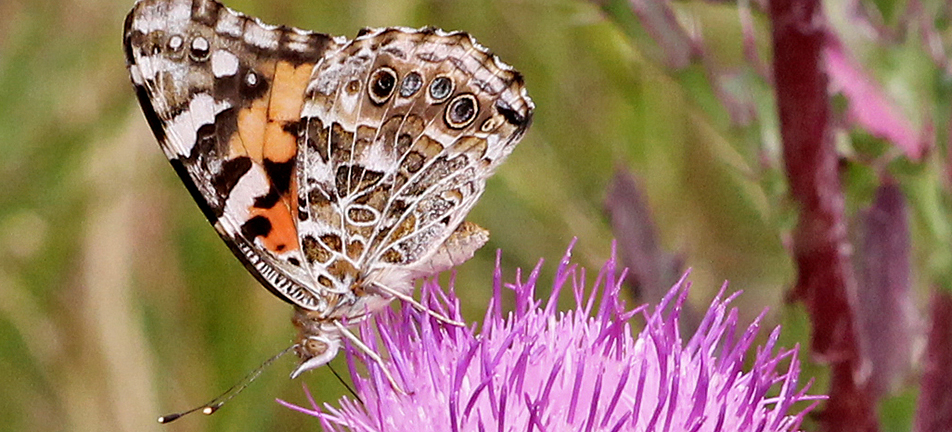 American painted lady butterfly