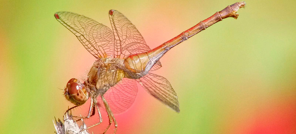 Autumn meadowhawk dragonfly