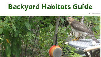 Backyard Habitats Guide resource, While backyard habitats cannot take the place of large wilderness areas, they can foster the diversity of wildlife populations in urban areas. Consider the number and kinds of plants or animals living in or on a typical suburban lot. Basically you’ll find lots of individuals — many blades of grass, several individuals of the same plant growing in a hedge, large populations of aphids or mites — but you won’t find many different species. Now compare that with what you would find living in an abandoned lot or field, and you will get an idea of what diversity is all about.