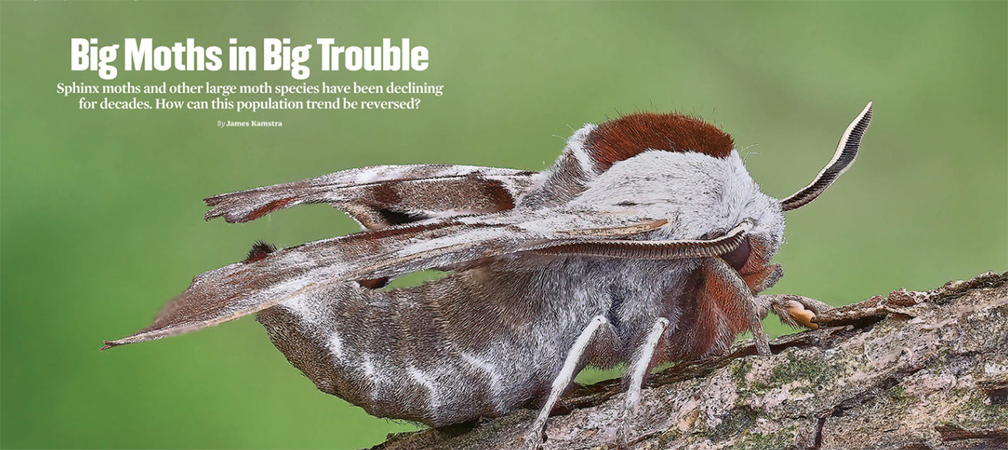 Big Moths in Big Trouble, By James Kamstra, ON Nature magazine, Spring 2026, Feature, https://catalog.ontarionature.org/spring-2026/page/28-29