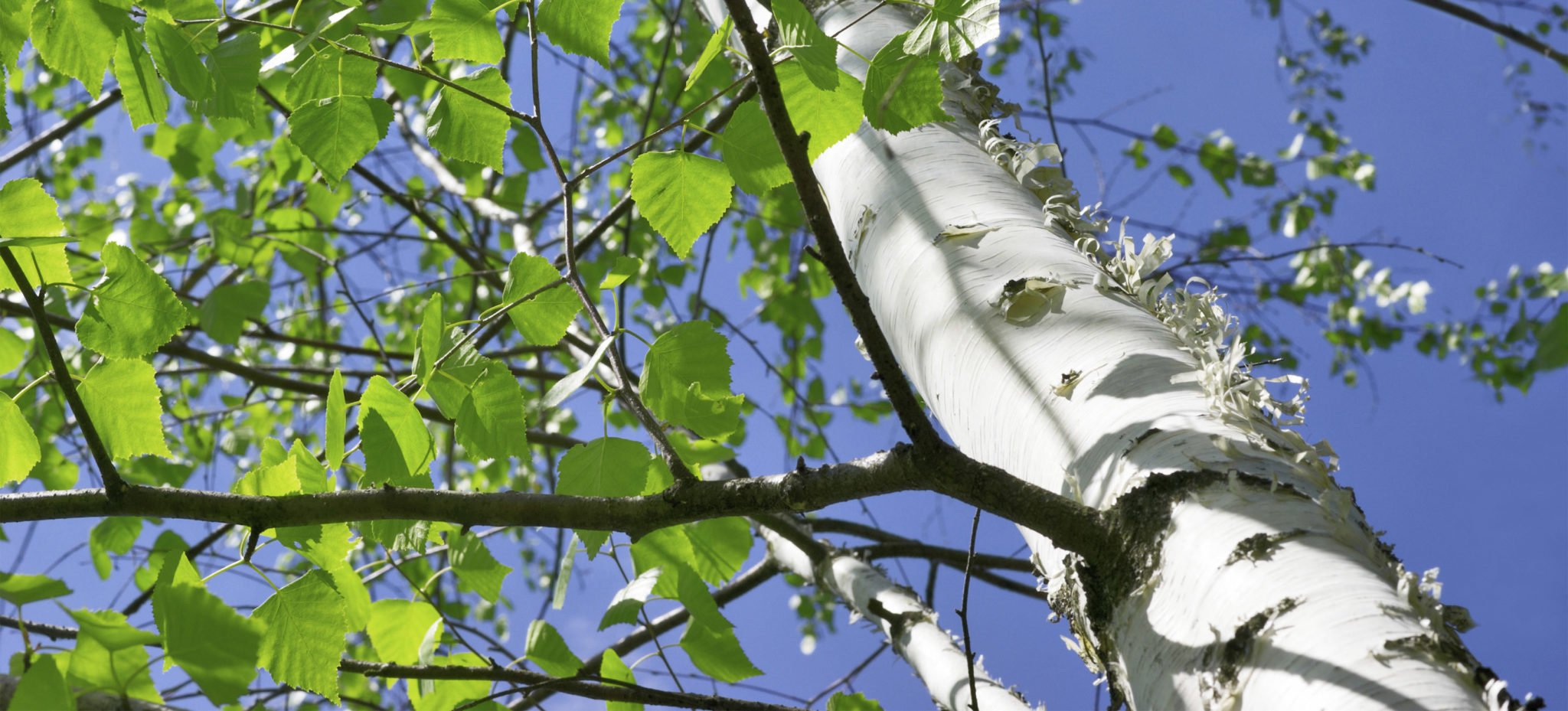 White paper birch tree with lush green foliage.