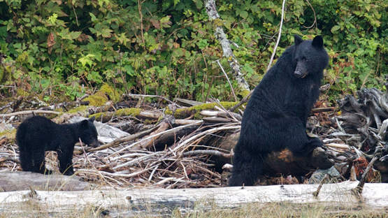 black bear and cub, <a href=
