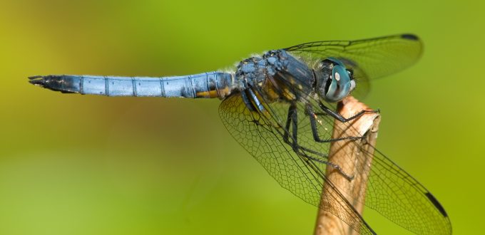 Blue-dasher dragonfly