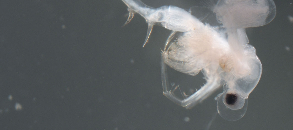 Spiny water flea, Great Lakes, invasive, introduced