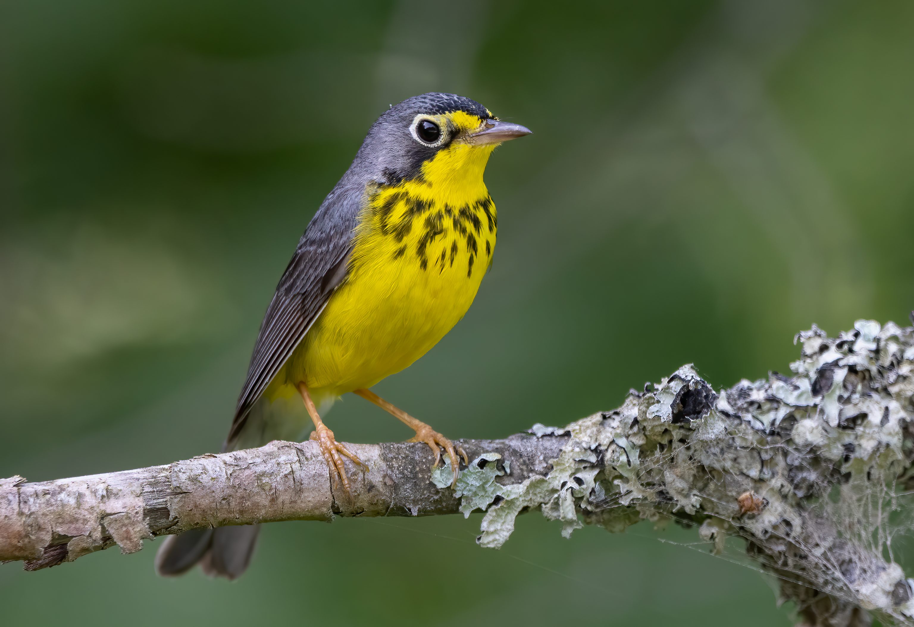 Canada warbler