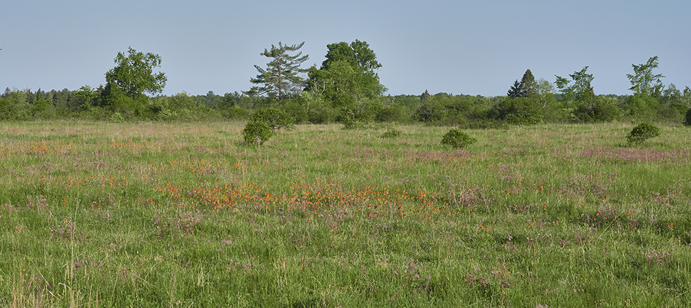 Group Successfully Defends Carden Alvar, ON Nature, Spring 2026, Nature Network