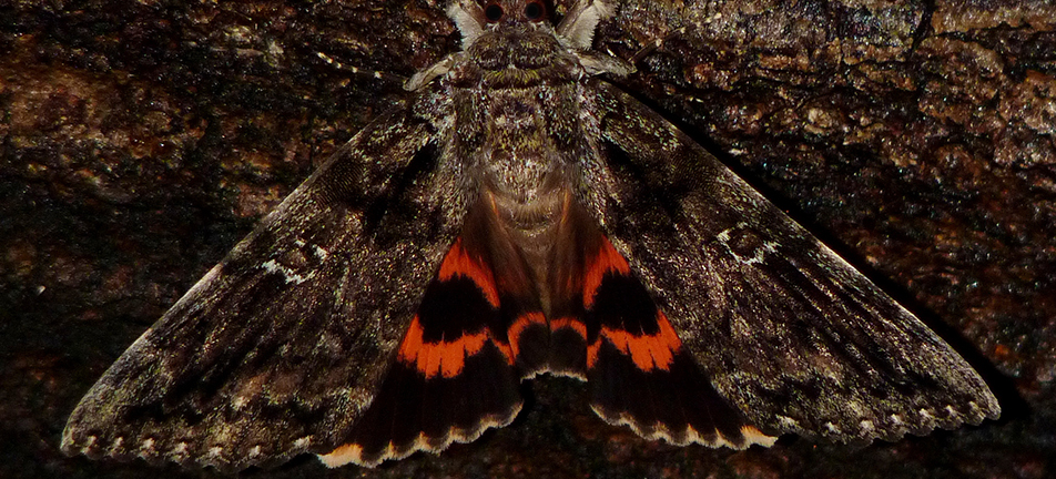 Ilia underwing moth