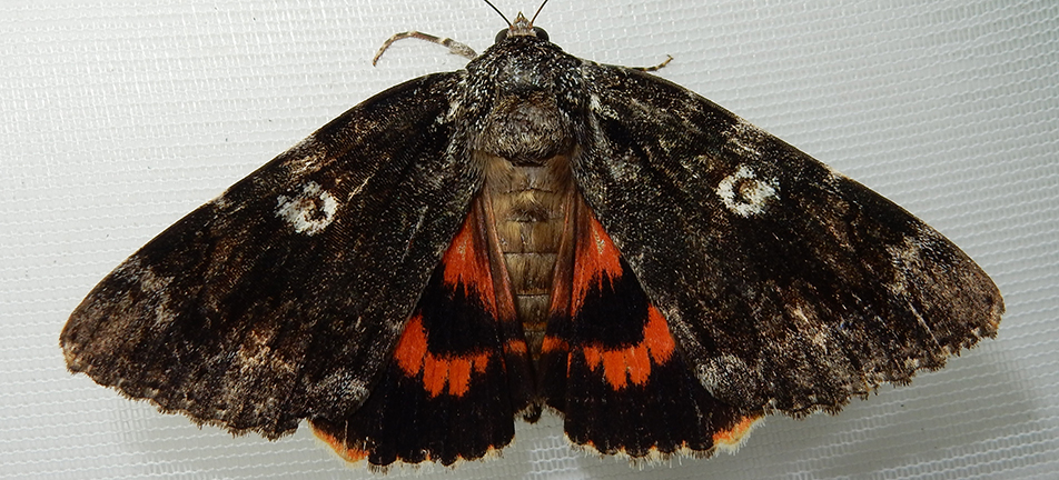 Ilia underwing moth