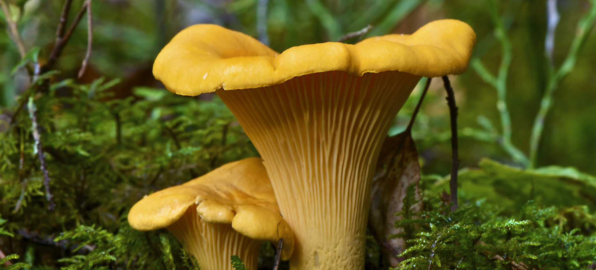 Two yellow chanterelles surrounded by dark green leaves