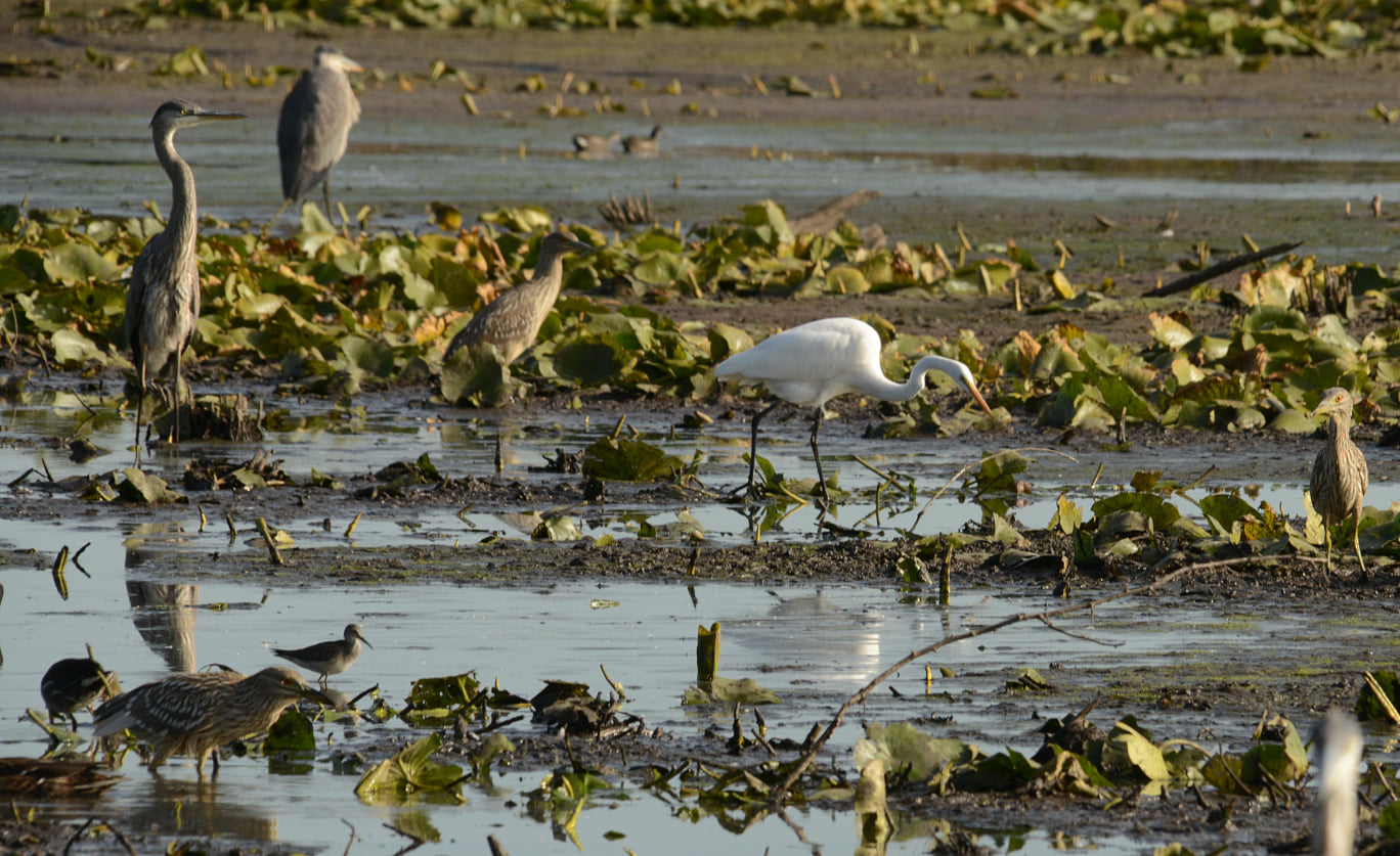 Shorebird, wading bird and waterfowl diversity, Cranberry Marsh, September 2020