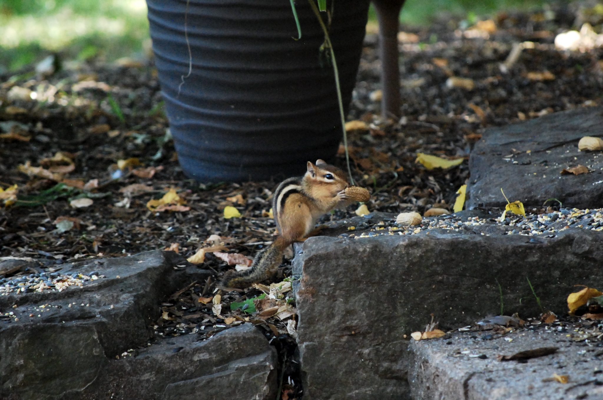 A chipmunk emerges between some rocks to eat a peanut