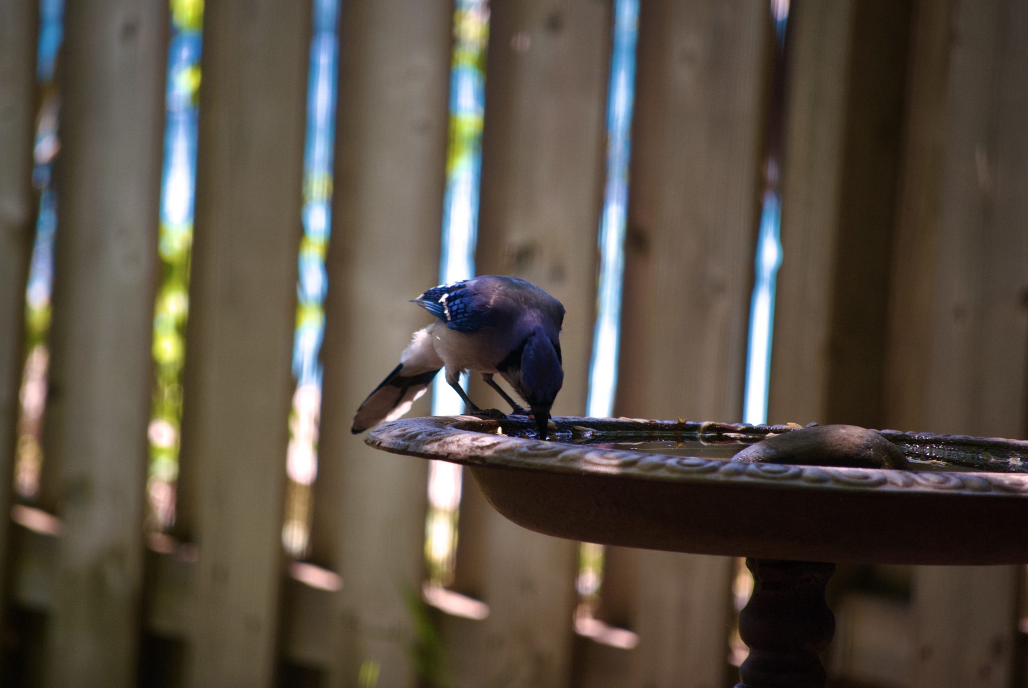 A blue jay drinks from a birdbath.