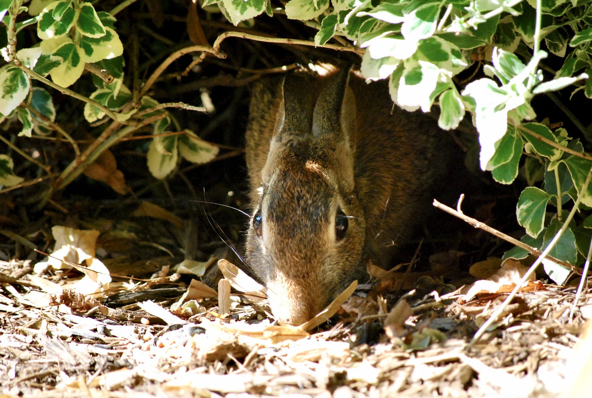 An eastern cottontail rabbit emerges from their den.