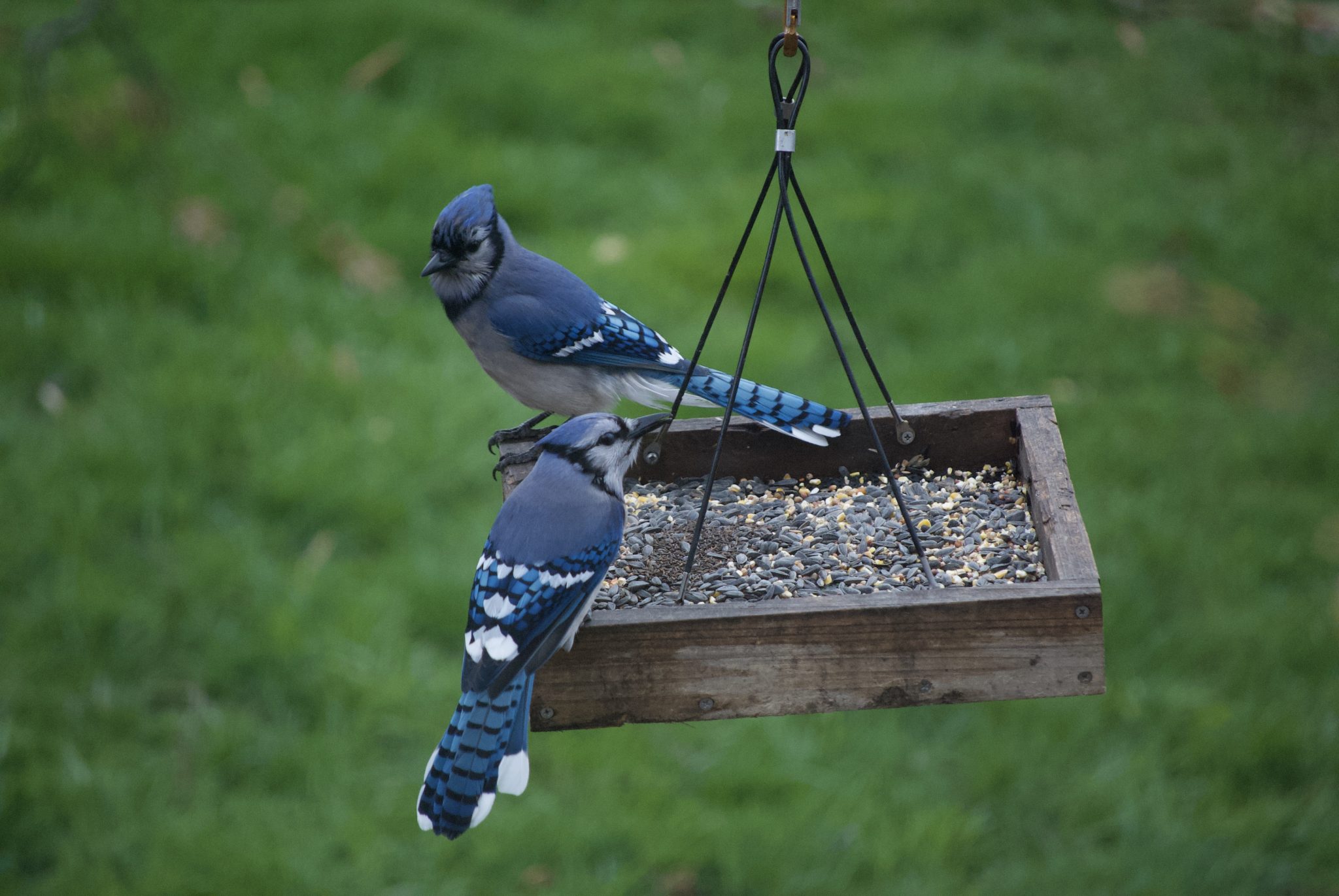 Two blue jays share a meal on a platform feeder.
