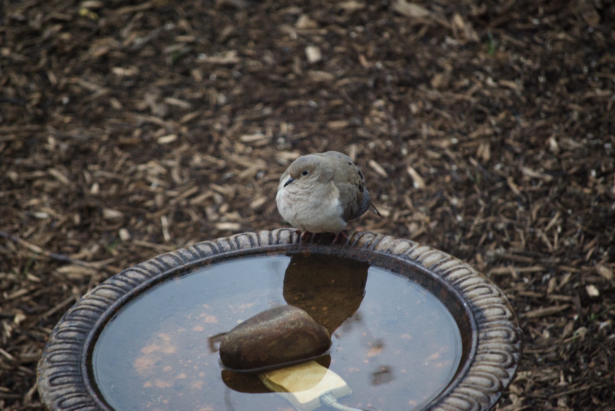A mourning dove drinks from a birdbath with a heater in it