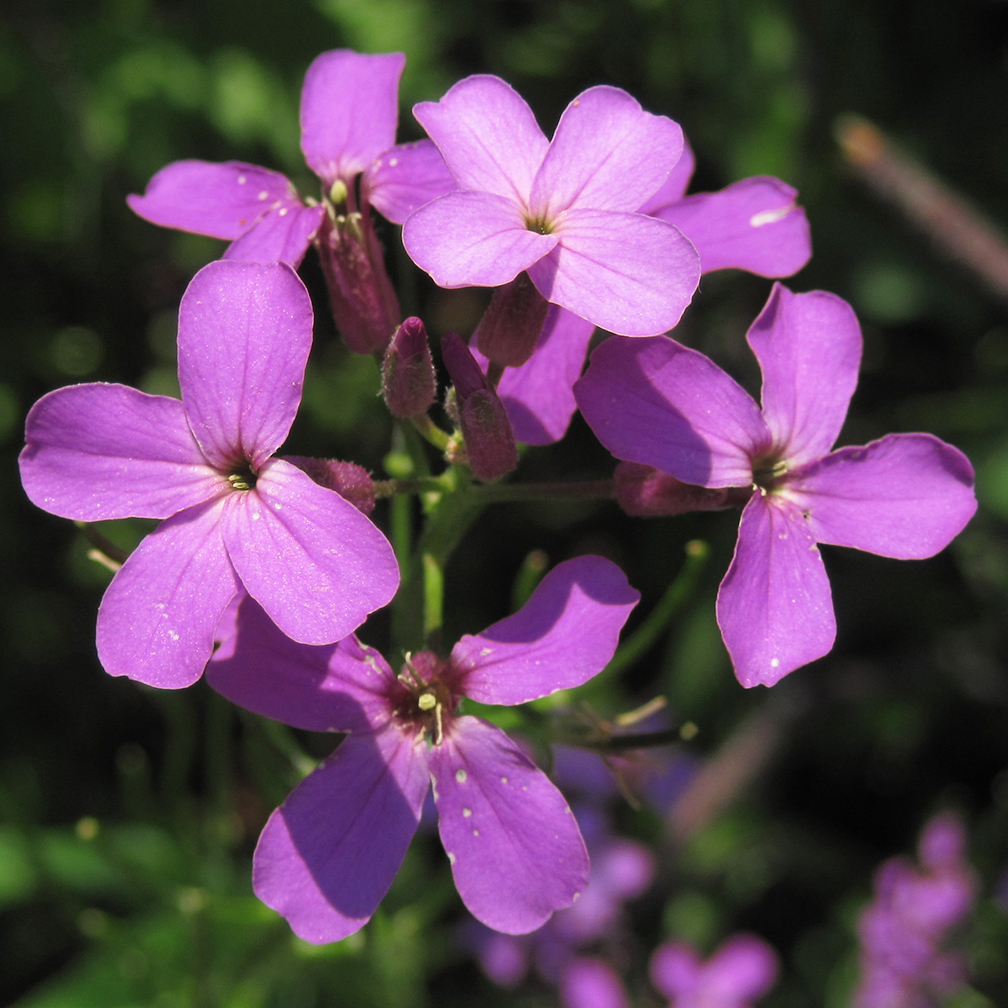 purple to white four-petaled florets on clustered heads, spreads extensively, Dames's rocket, invasive species, introduced species, do not plant, plant native species instead
