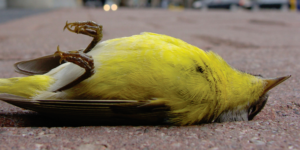 dead bird killed by window collision
