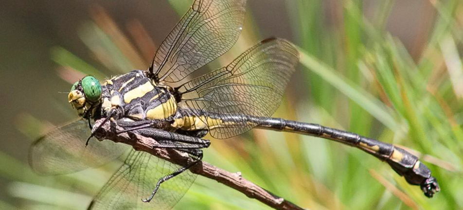 Dragonhunter dragonfly