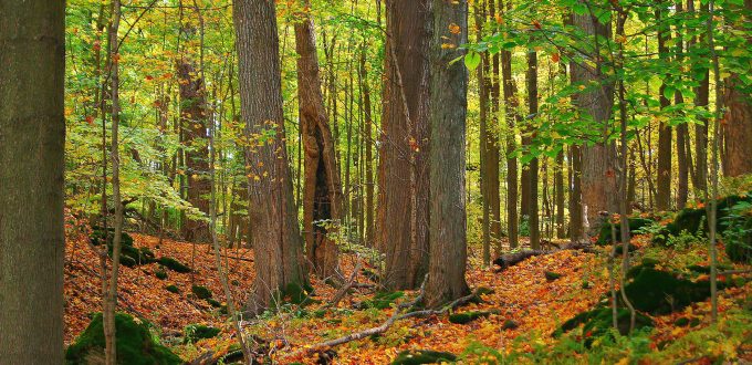A beautiful sunlit autumn forest with mossy boulders, ferns and vibrant foliage