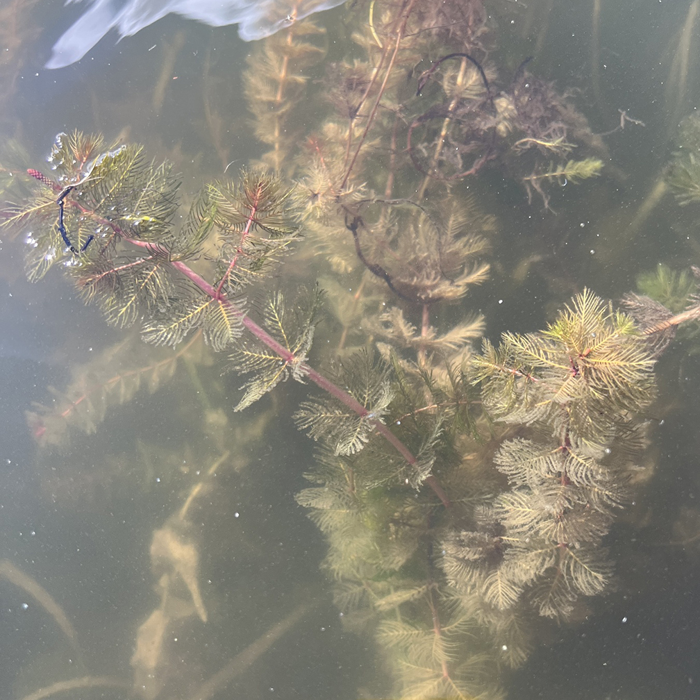 Aquatic plant with long stems with multiple feathery fronds, Eurasian water milfoil, Myriophyllum spicatum, introduced, invasive, invasive aquatic plant
