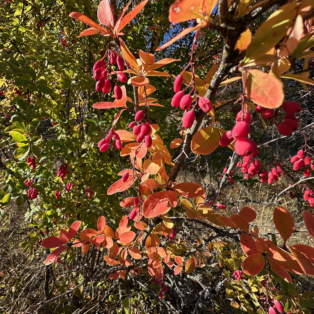 European barberry, introduced, invasive, non-native