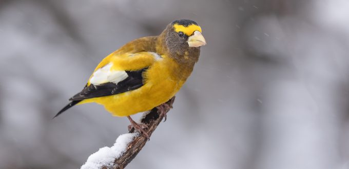 evening grosbeak, species at risk, species at risk of special concern, biodiversity