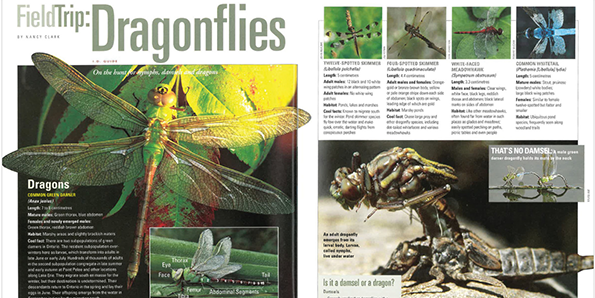 Dragonflies cover spread ON Nature magazine dragonflies