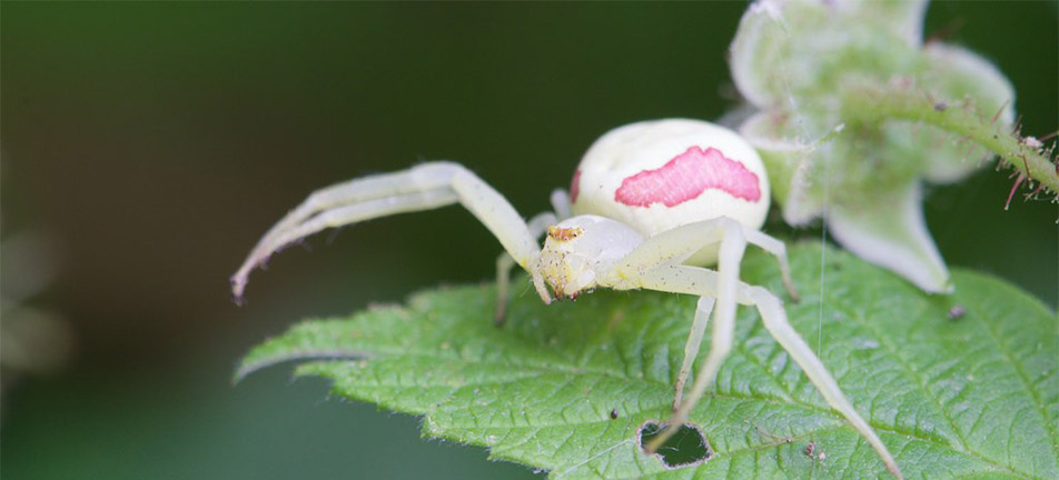 Goldenrod crab spider on a leaf