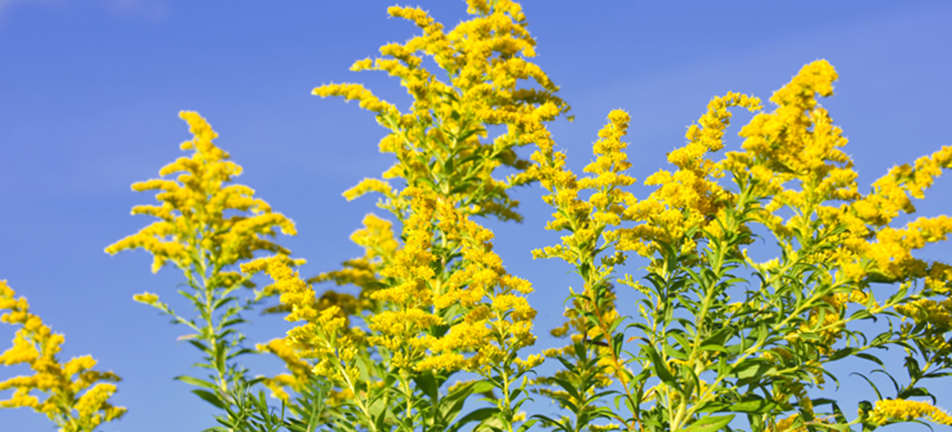 Blooming goldenrod plant on blue sky background