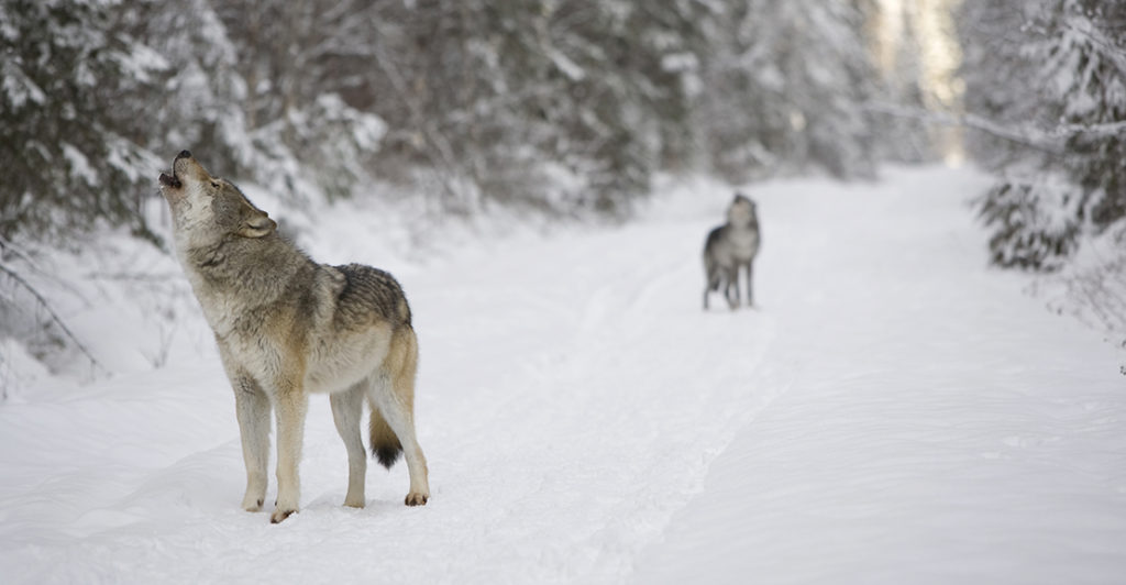 Gray wolves in winter