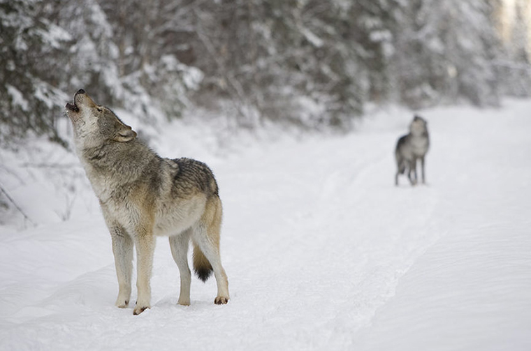 gray wolves in winter