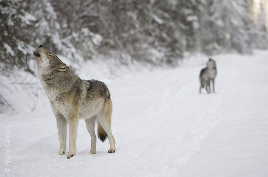 gray wolves in winter