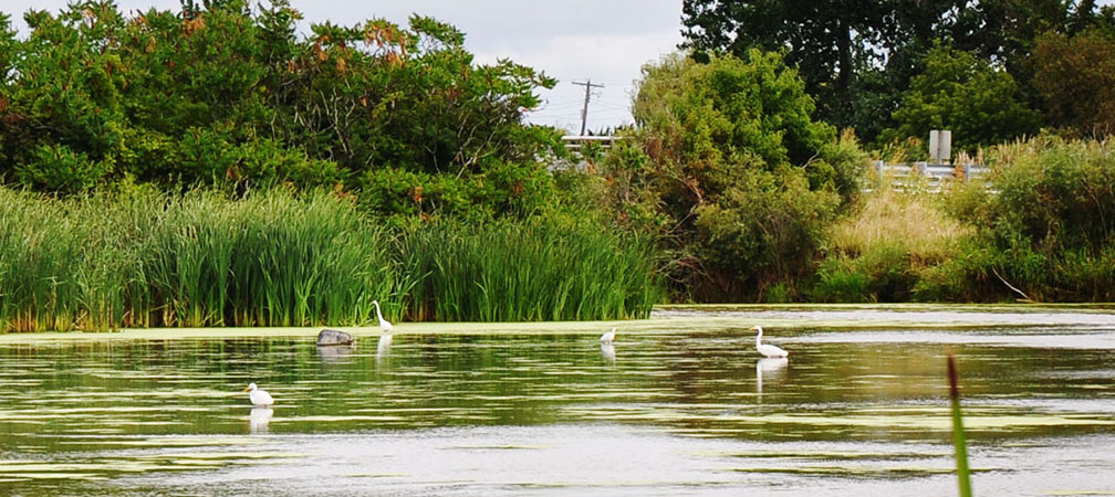 Hillman Marsh Conservation Area, Conservation Ontario, great egrets, wetland, southwestern Ontario