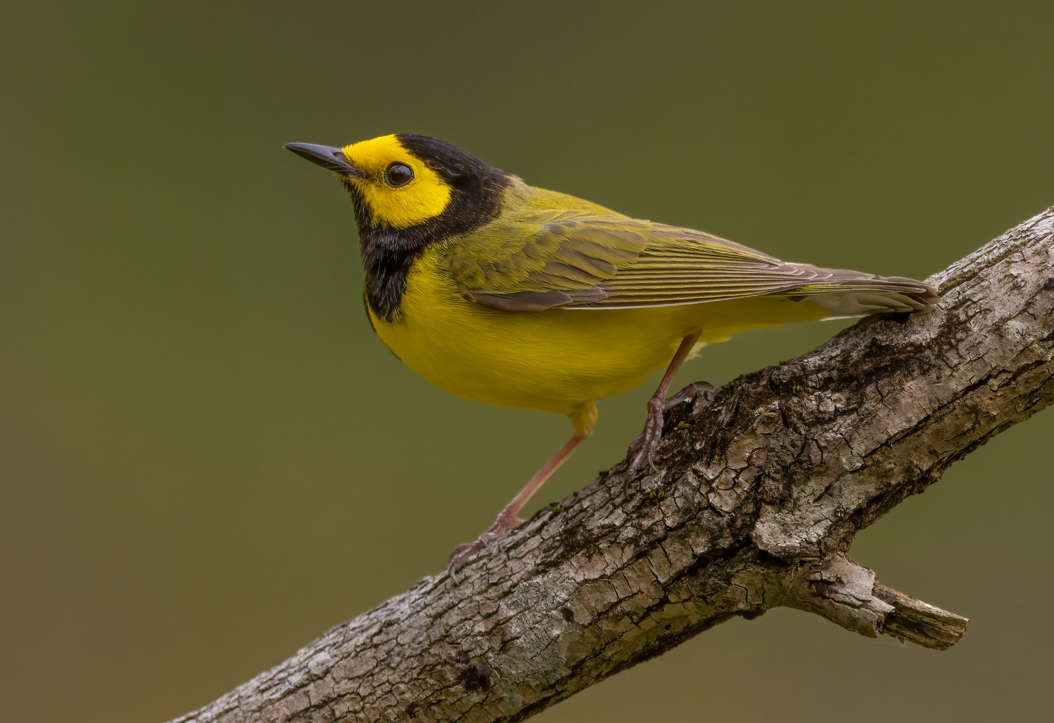 Hooded warbler