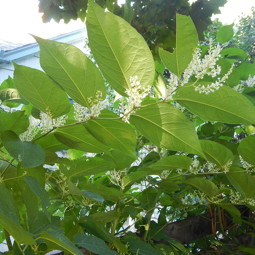 Japanese knotweed, introduced, invasive, non-native, spreads quickly