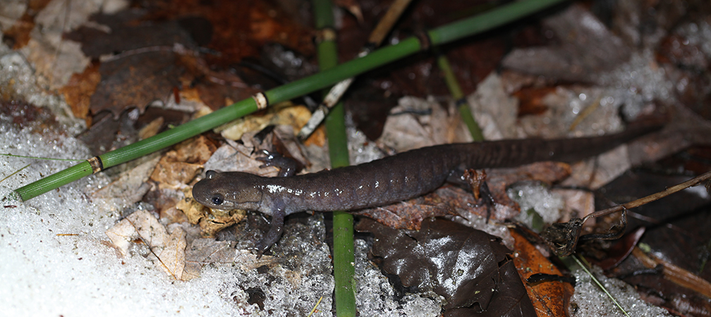 Jefferson salamander, Endangered, species at risk