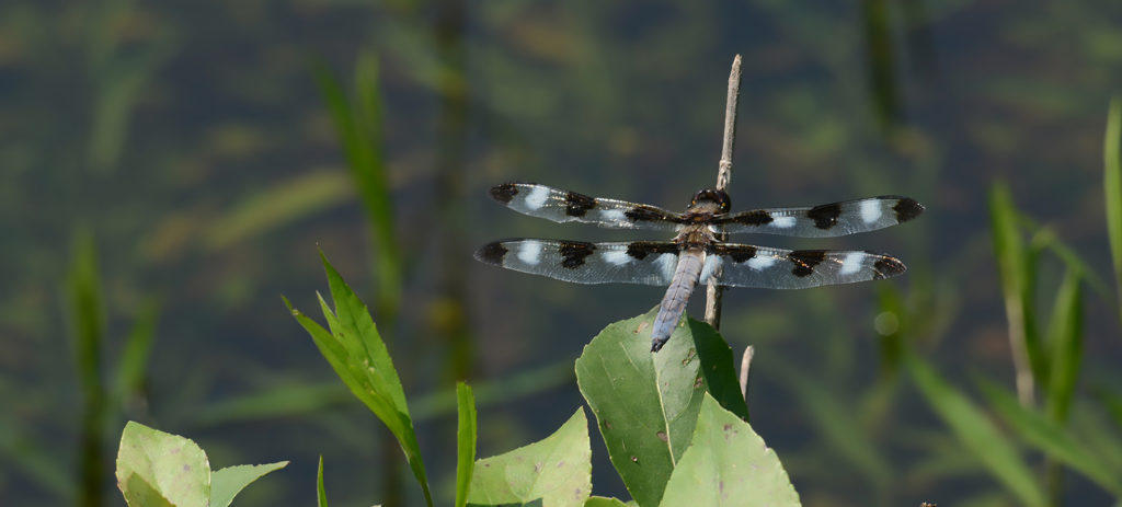 Twelve-spotted skimmer dragonfly at Kinghurst Forest Nature Reserve wetlands