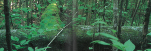 old growth forest, Last of the Giants, Seasons, Spring 1998