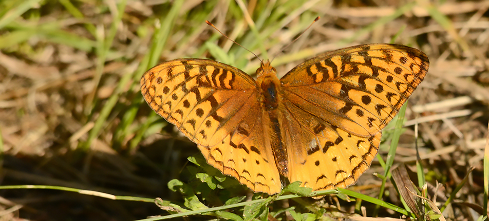 Great spangled fritillary butterfly